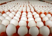 Яйца куриные птицефабрик Казахстана и России,  