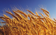 Продам пшеницу,  зерноотходы, ячмень,  овёс. По всей территории РК и РФ 