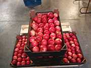 Продаю яблоки из Польши оптом